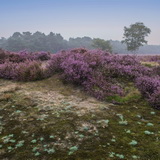 Blooming heathland